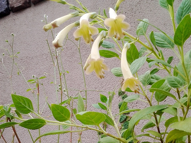 �ե�����