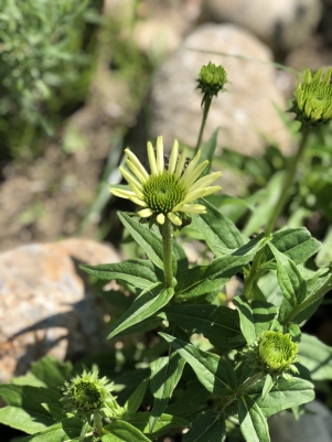 2018.6.1�����ʥ���