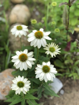 2018.6.11�����ʥ���