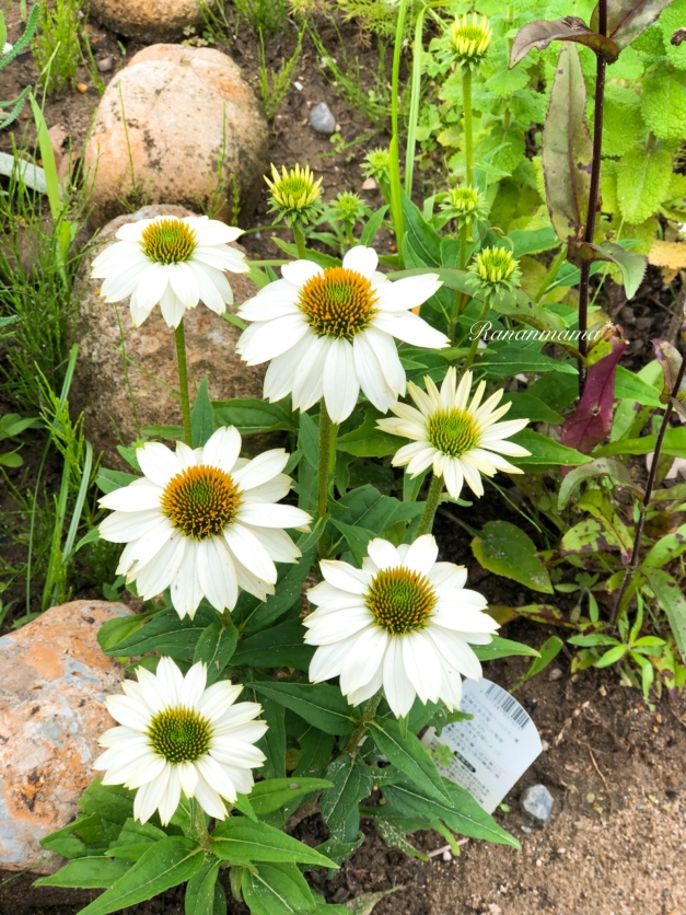 2018.6�����ʥ���